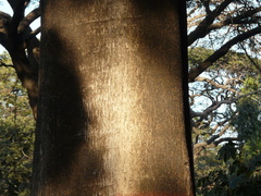 Parkia biglandulosa