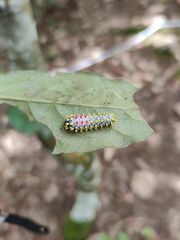 Cyclosia papilionaris