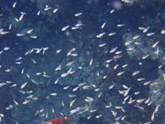 Neopomacentrus miryae