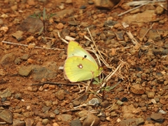 Colias poliographus