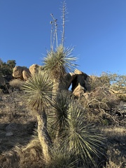 Yucca elata