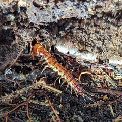 Lithobius variegatus