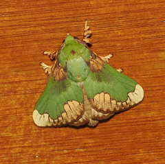 Parasa pastoralis