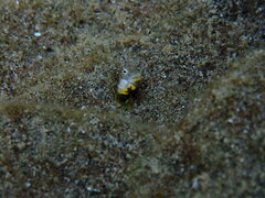 Alloblennius jugularis