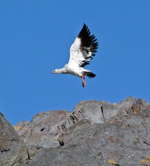 Oressochen melanopterus