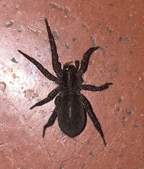 Varacosa
