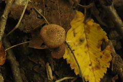 Inocybe lacera