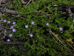 Angiospermae