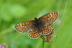 Melitaea aurelia