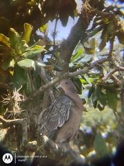 Patagioenas picazuro