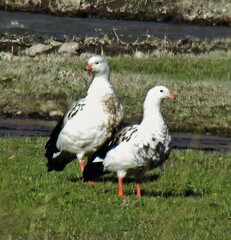 Oressochen melanopterus