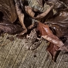 Fejervarya limnocharis