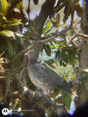 Patagioenas picazuro