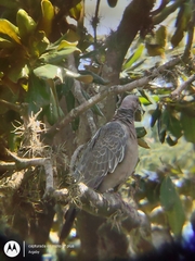Patagioenas picazuro