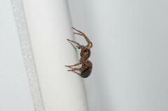 Amaurobius fenestralis