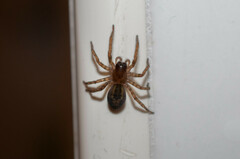 Amaurobius fenestralis