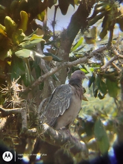 Patagioenas picazuro