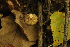 Inocybe lacera