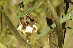 Araujia angustifolia