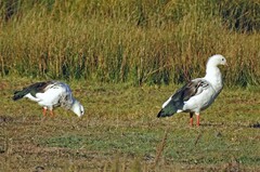 Oressochen melanopterus