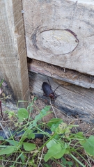 Acanthinodera cumingii