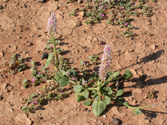 Hermbstaedtia odorata