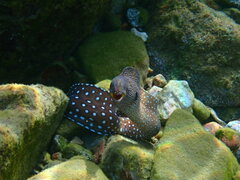 Gymnothorax nudivomer