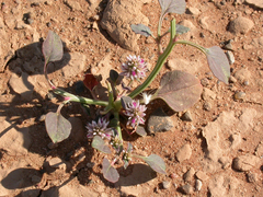 Hermbstaedtia odorata