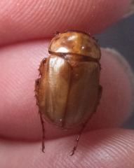 Cyclocephala