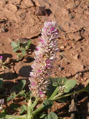 Hermbstaedtia odorata