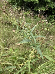 Rumex transitorius