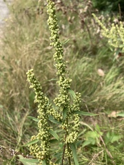 Rumex transitorius