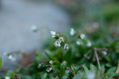 Draba verna