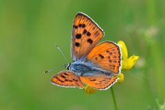 Lycaena alciphron
