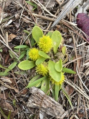 Polygala nana