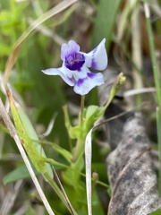 Lindernia grandiflora