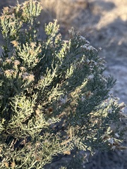 Ericameria laricifolia