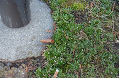 Draba verna