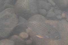 Archosargus rhomboidalis