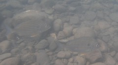 Archosargus rhomboidalis