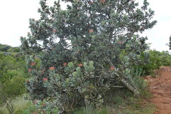 Protea roupelliae roupelliae