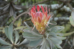 Protea roupelliae roupelliae