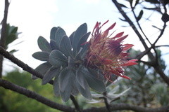 Protea roupelliae roupelliae