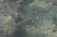 Halichoeres radiatus