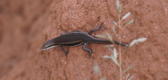 Trachylepis varia