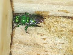Euglossa