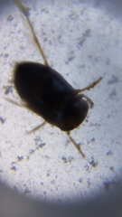 Neoplea striola
