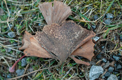 Bartheletia paradoxa