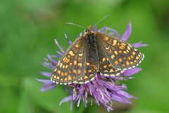 Melitaea aurelia