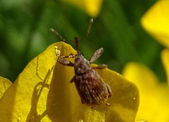 Anthonomus rectirostris